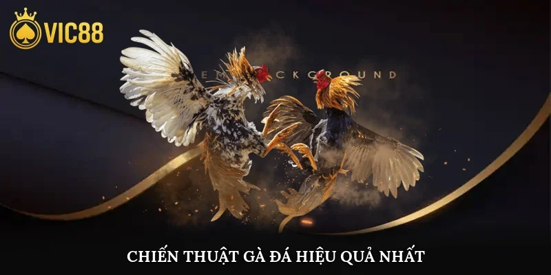 Chiến thuật gà đá hiệu quả nhất