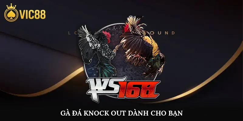 Gà đá knock out dành cho bạn