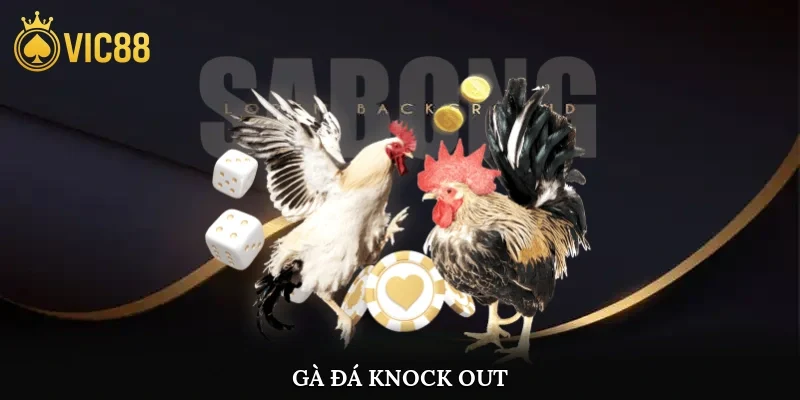Gà Đá Knock Out