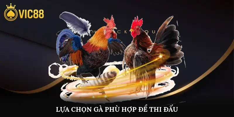Lựa chọn gà phù hợp để thi đấu