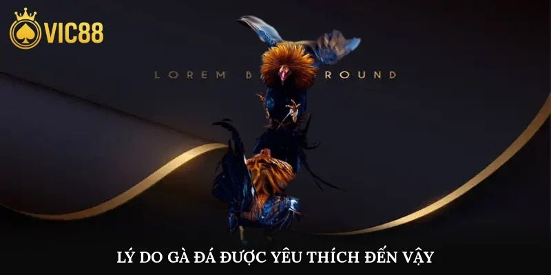 Lý do gà đá được yêu thích đến vậy