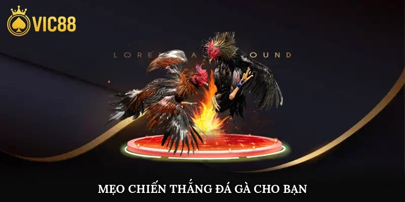 Mẹo chiến thắng đá gà cho bạn